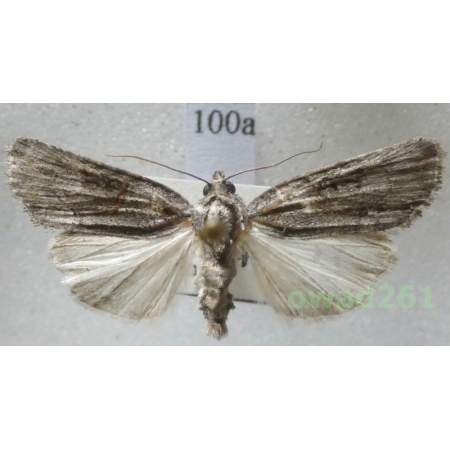 Bryoleuca raptricula (Denis & Schiffermüller, 1775) Czech100a